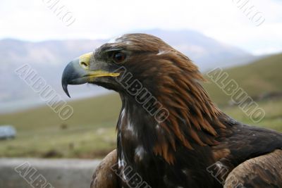 The large predatory bird.