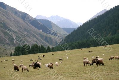 Mountain pastures.