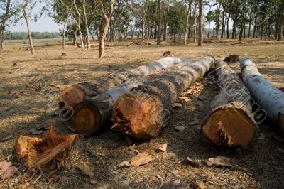 Deforestation in India