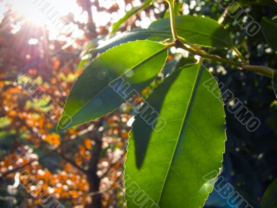Sunny Leave