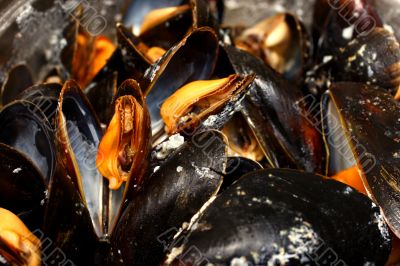 steamed mussels closeup