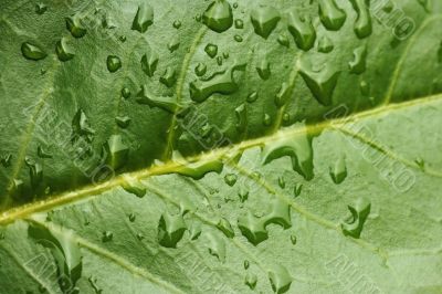 Macro of evergreen leaf with water drops