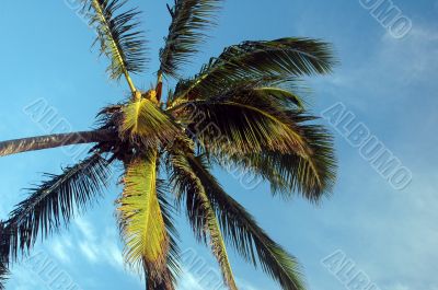 Palm Tree