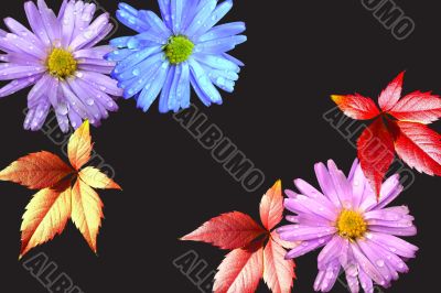 Many-colored flowers and leaves