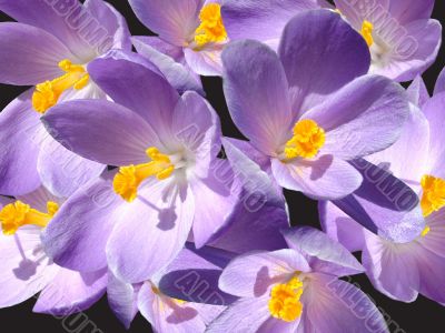 Crocuses