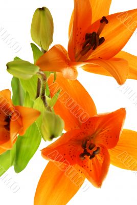 abstract picture with three lilys