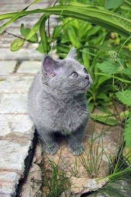 british cat