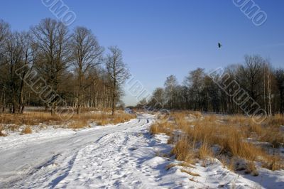 Winter landscape