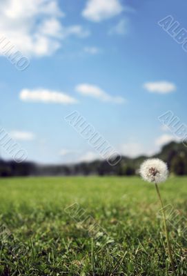 Meadow background