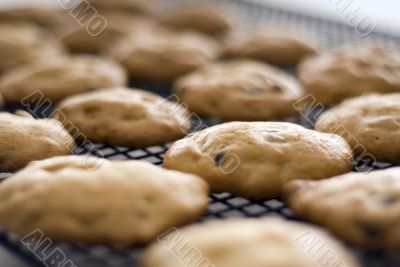 Fresh home made cookies on a cooling rack