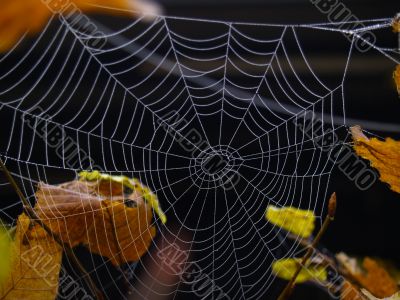 morning dew