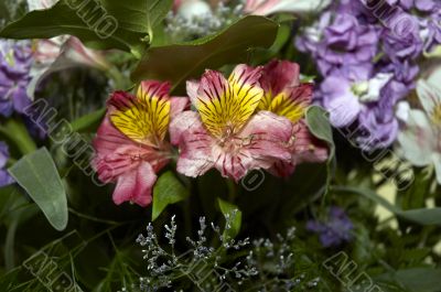 close up of Bouquet