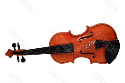 Violin on a white background