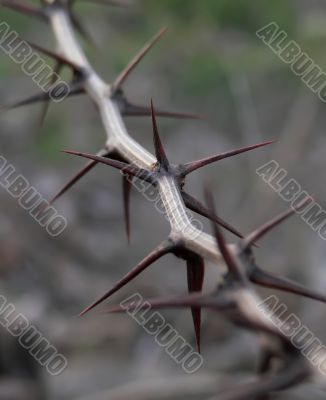 Thorn Closeup