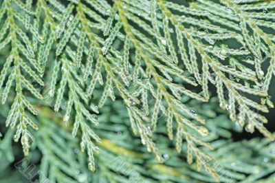 Cypress macro