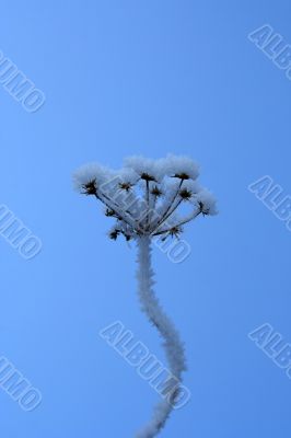 grass with snowflake