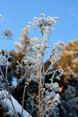 grass with snowflake