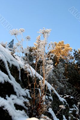 grass with snowflake