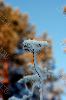 grass with snowflake