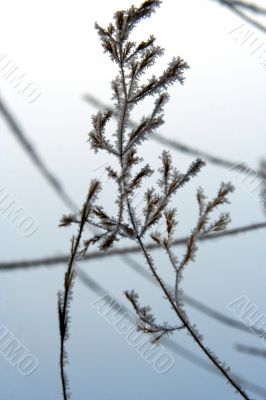 grass with snowflake
