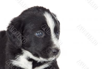 adorable small dog