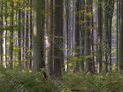 forest
