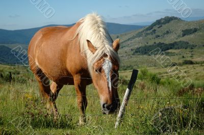 Grazing Comtois draught horse in the Cevennes