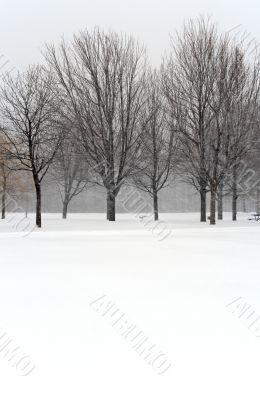 Trees during winter blizzard