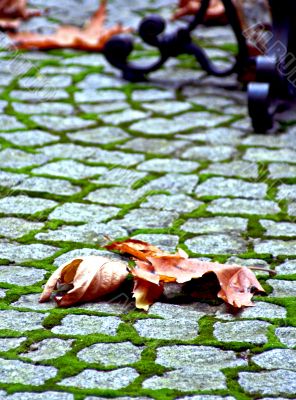 Autumn Leaf On Pavement