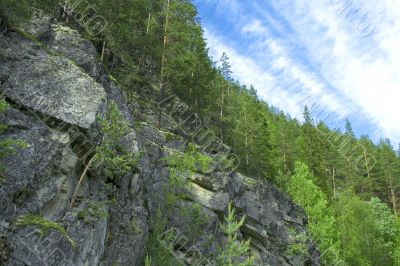 Mountain forest