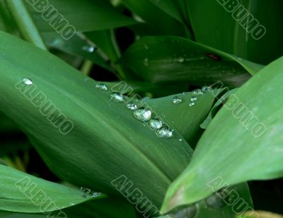 Lily leaves with dew drops