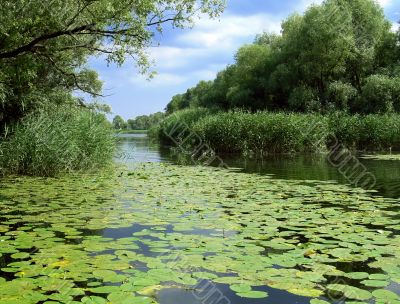 Summer lake with green lilies