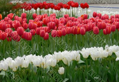 Field of red and white tulips