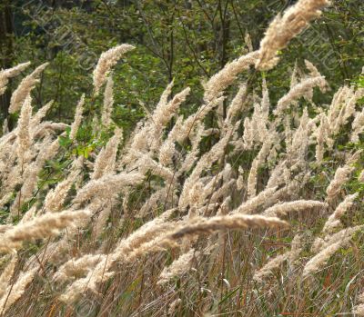 Dry Grass on a Wind
