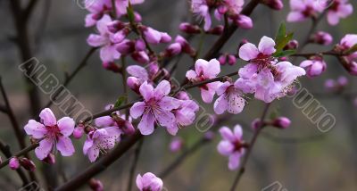 Blossoming cherry tree