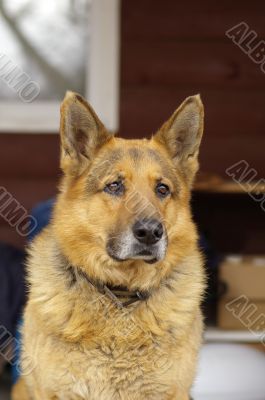 German sheep dog