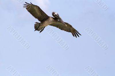 Flying Pelican