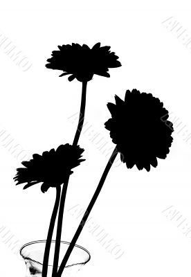 Daisies in Silhouette B&W