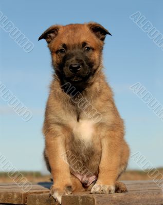 puppy malinois