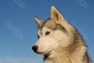 siberian husky