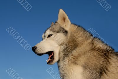 tired siberian husky