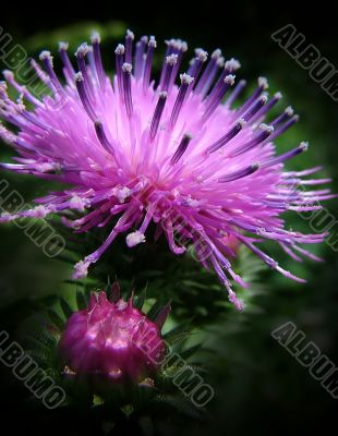 Violet flower