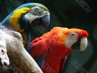Parrot of the Ara