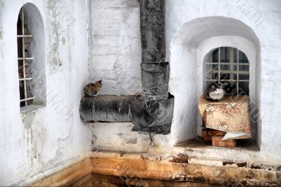 Cloister cats