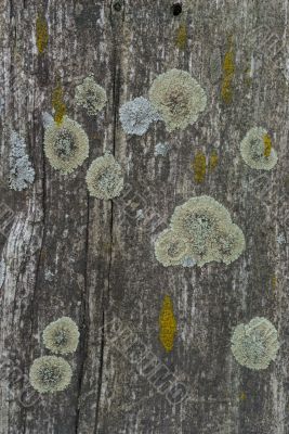 Set Of Lichens