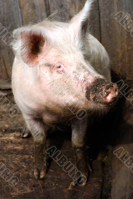 Rural Pig