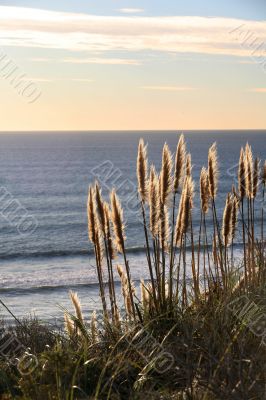 Golden grass