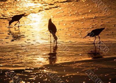 Birds at sunset