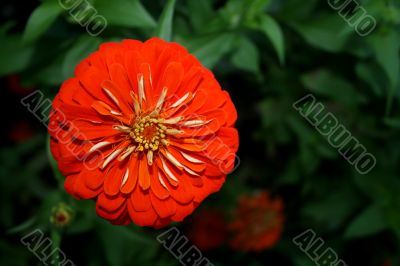 most beautiful orange zinia flower