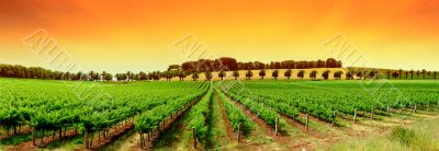 Vivid Vineyard